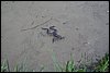 Dzialka-20050814 022.jpg