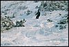 SlowacjaChopk_12.1999_010.jpg